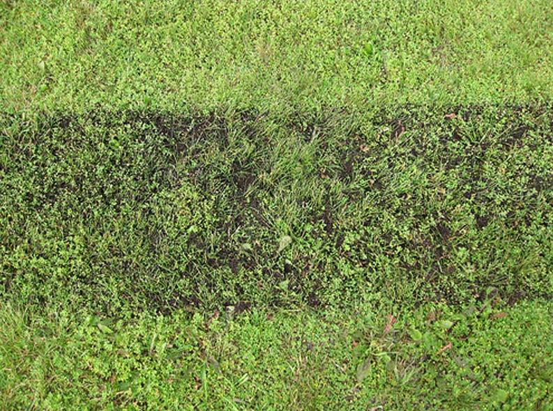 How to Use Top Dressing Fill Out Your Yard ...