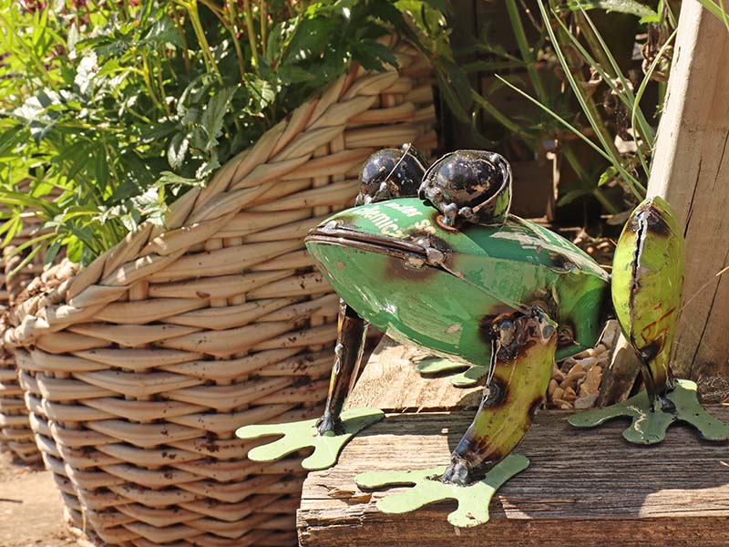 Product photograph of Pad Me Pond Frog from The Garden Furniture Centre Ltd