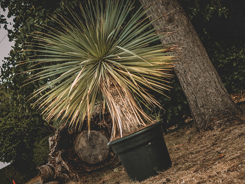 Product photograph of Yucca Plant from The Garden Furniture Centre Ltd