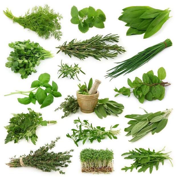 Herb gardening is good for you